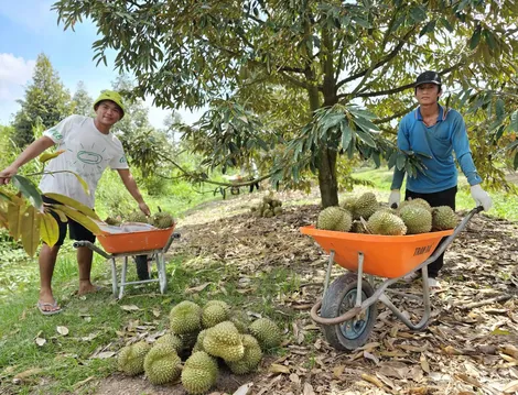 Rộn ràng mùa thu hoạch sầu riêng ở Cần Thơ