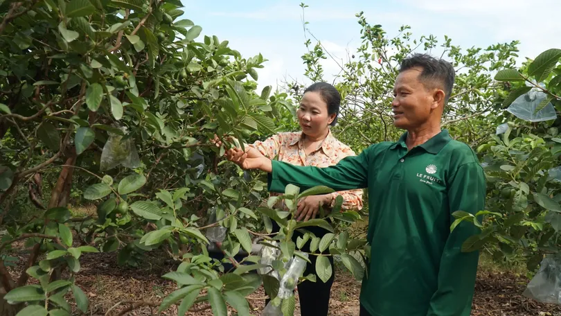 Làm giàu từ cây ổi ruột hồng
