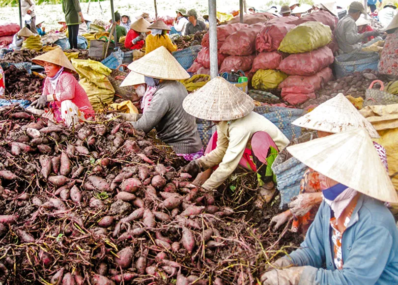 Chủ động chuyển đổi sản xuất để thích ứng với hạn mặn