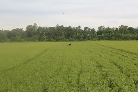 Vĩnh Thạnh bảo vệ an toàn, hiệu quả lúa hè thu