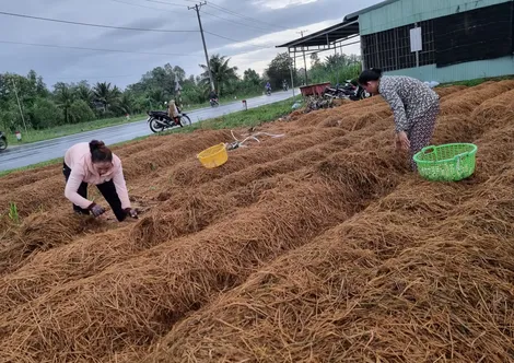 Dạo quanh thị trường
