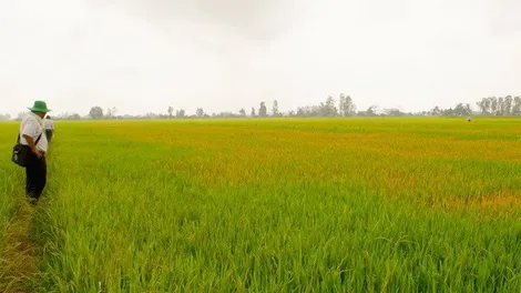 Khởi tố đối tượng “đầu độc” gần 15.000m2 lúa của hàng xóm