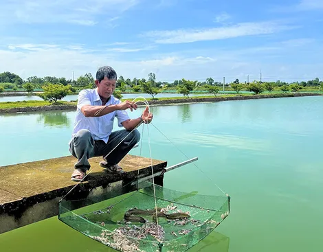 “Vua” cá chình ở Cà Mau