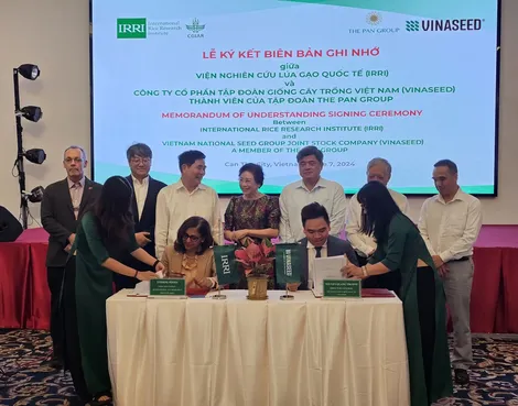 Thúc đẩy phát triển kinh tế tuần hoàn trong sản xuất và chế biến lúa gạo