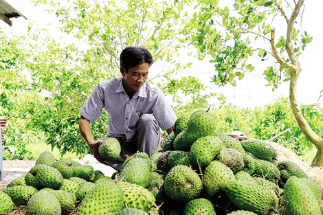 Đổi đời nhờ cây mãng cầu xiêm
