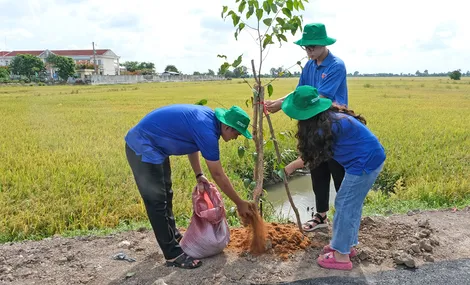 Góp thêm mảng xanh cho thành phố