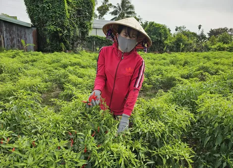 Dạo quanh thị trường
