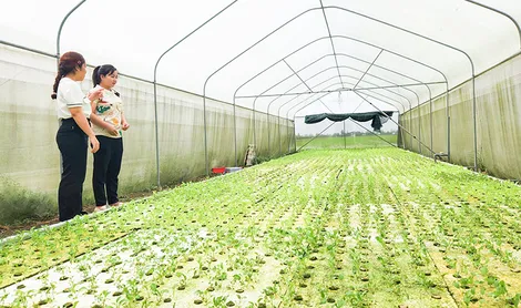 Phát triển kinh tế, nâng cao thu nhập cho người dân nông thôn