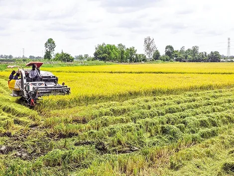Rộn ràng thu hoạch lúa hè thu