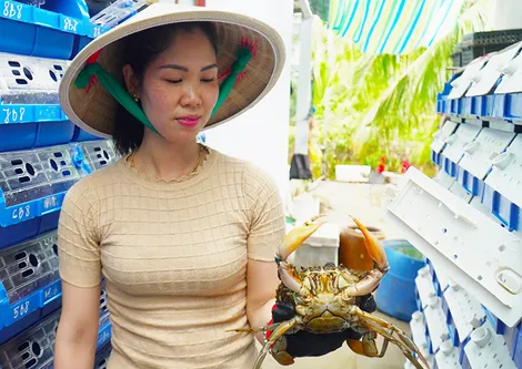 “Vỗ béo” cua bằng công nghệ lọc nước tuần hoàn