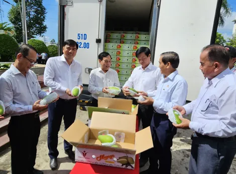 Xuất khẩu lô hàng xoài tượng da xanh đầu tiên của TP Cần Thơ sang Úc và Hoa kỳ