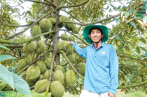 Trồng sầu riêng cho trái nghịch vụ kiếm tiền tỉ