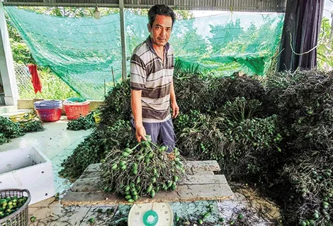 Cau non tăng giá, giá xoài tăng mạnh, heo hơi bán được giá cao