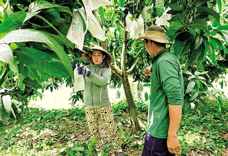 Triển vọng xuất khẩu xoài Cần Thơ vào các thị trường khó tính