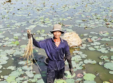 Thu nhập cao nhờ mô hình trồng sen lấy ngó
