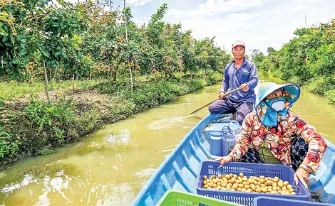 Nỗ lực nâng cao chất lượng và giá bán thanh nhãn