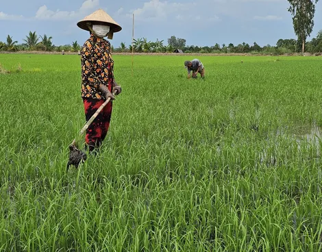 Chủ động giải pháp cho vụ lúa thu đông hiệu quả
