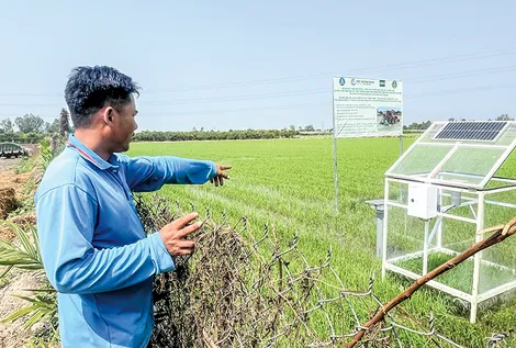 Nắm bắt thời điểm vàng của đề án 1 triệu hecta lúa chất lượng cao, phát thải thấp