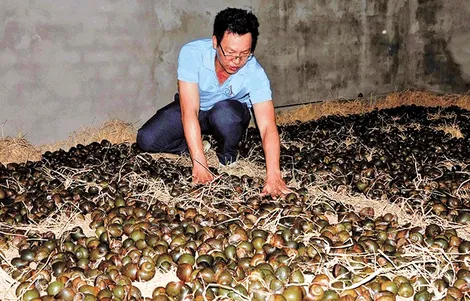 Xây phòng “ru” ốc ngủ cho thu nhập tiền tỉ mỗi năm
