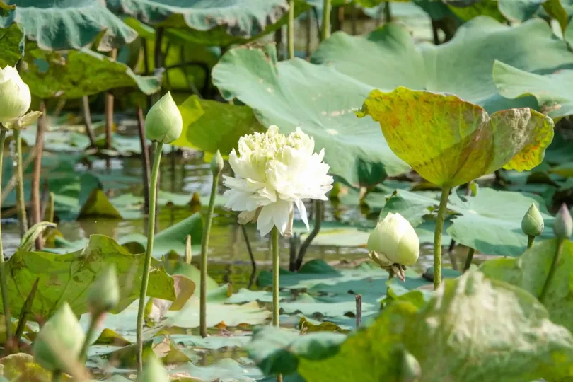 Sen nở hoa trên đất lúa cho thu nhập cao