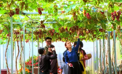 TP Cao Lãnh phát triển du lịch cộng đồng, du lịch nông nghiệp