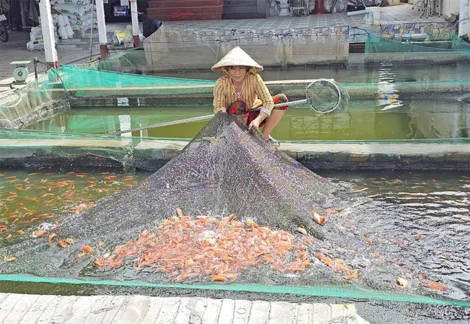 Sức mua và giá bán nhiều loại cá giống bắt đầu tăng
