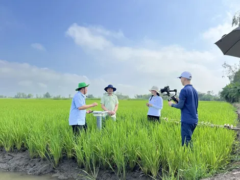 Tín hiệu tích cực từ vụ lúa hè thu ở Kiên Giang
