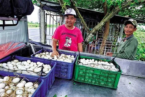 Giá trứng gia cầm giảm nhẹ, cá lóc nuôi tăng giá, mãng cầu xiêm giảm giá mạnh
