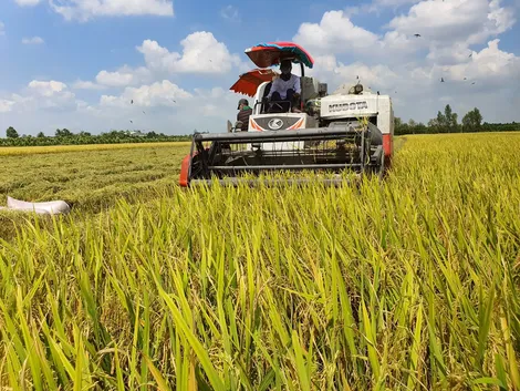 Sản xuất vụ thu đông an toàn, hiệu quả cao