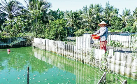 "Thủ phủ" ba ba lao đao