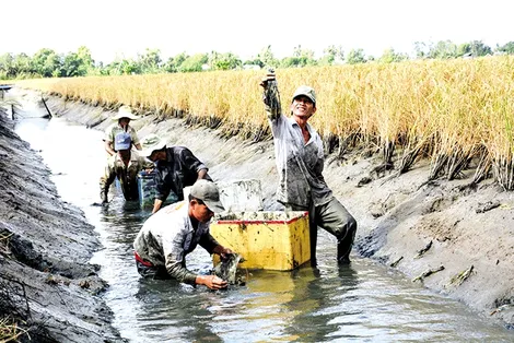 Cần giải pháp phát triển bền vững kinh tế tập thể tôm – lúa