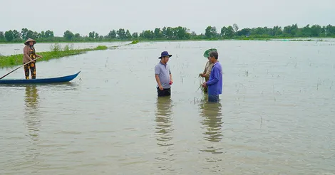 Thiệt hại hàng trăm héc-ta lúa do ngập úng
