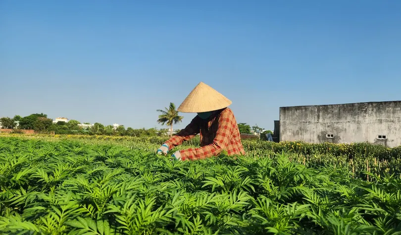 Sản xuất nông nghiệp theo hướng hàng hóa, chuyên canh, quy mô lớn