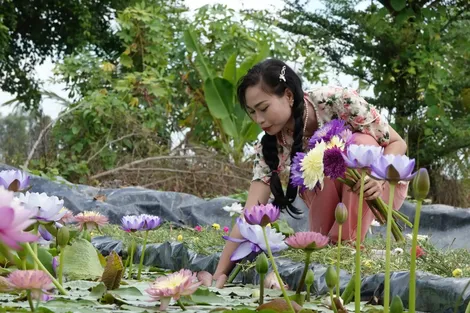 Trồng hoa súng kiểng thu nhập gần 2 triệu đồng mỗi ngày