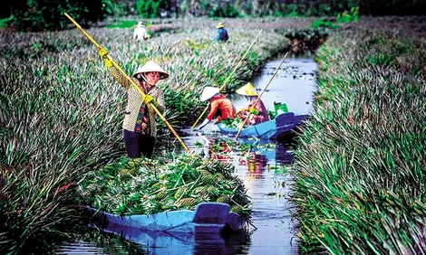 Thành tựu mới từ lá khóm tạo ra cellulose