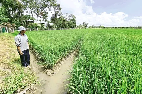 Chủ động các giải pháp sản xuất lúa thu đông thắng lợi
