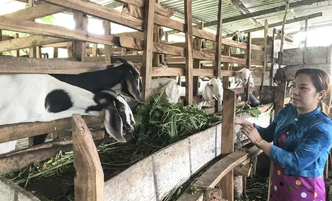 Chăn nuôi phát triển kinh tế gia đình
