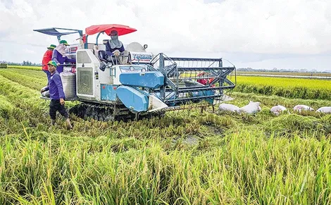 Hiệu quả tích cực từ sản xuất lúa chất lượng cao, giảm phát thải