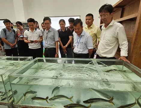 Công bố kết quả nghiên cứu về đặc điểm sinh học sinh sản và sản xuất giống cá sát sọc