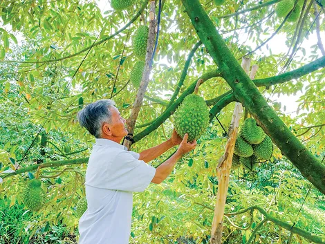 Sản lượng cây ăn trái 9 tháng qua đạt hơn 192.600 tấn