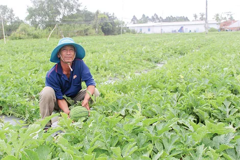 Làm giàu với mô hình trồng dưa hấu chuyên canh