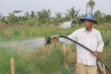 Làm giàu từ cây măng tây