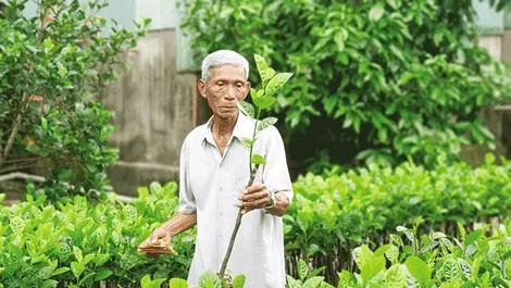 Ðiểm mới của Luật Sở hữu trí tuệ sửa đổi, bổ sung năm 2022 về bảo hộ giống cây trồng