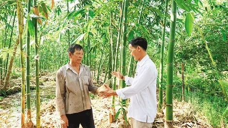 “Sống khỏe” nhờ tre tứ quý