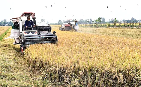 Thới Lai đẩy mạnh phát triển kinh tế - xã hội