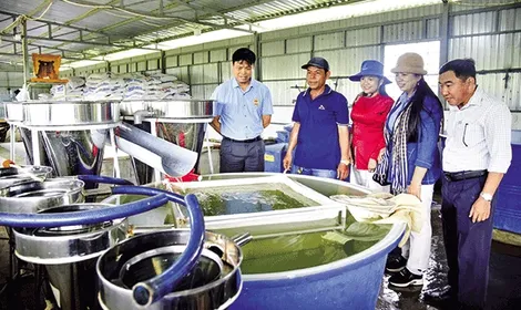 Tỉ phú cá đồng vùng đất phèn