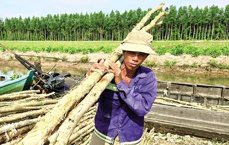 Mưu sinh nơi “chợ tràm”
