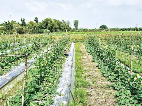 Tăng cường sản xuất các loại rau và đậu