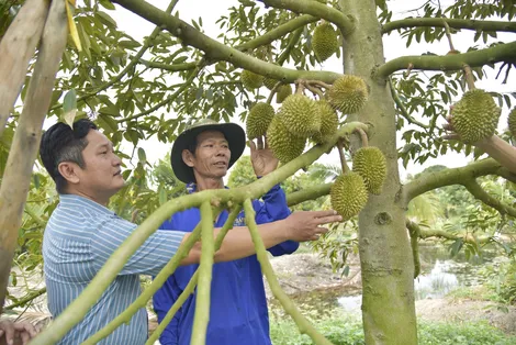Nông dân bảo vệ rau màu, tôm nuôi mùa nắng nóng