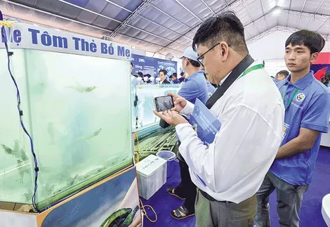 Ngành tôm hướng đến phát triển xanh, bền vững